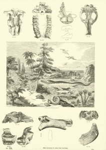 Side fra The Pictorial Museum of Animated Nature