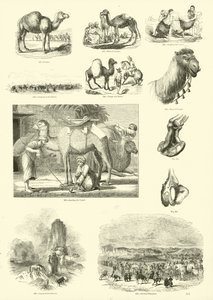 Side fra The Pictorial Museum of Animated Nature av English School