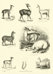 Side fra The Pictorial Museum of Animated Nature