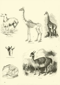 Side fra The Pictorial Museum of Animated Nature