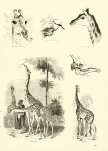 Side fra The Pictorial Museum of Animated Nature