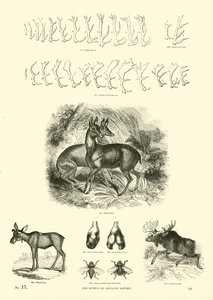 Side fra The Pictorial Museum of Animated Nature
