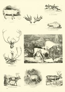 Side fra The Pictorial Museum of Animated Nature