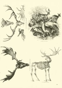 Side fra The Pictorial Museum of Animated Nature