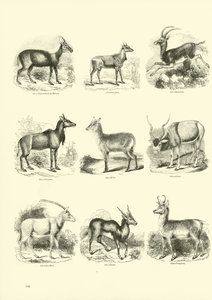 Side fra The Pictorial Museum of Animated Nature