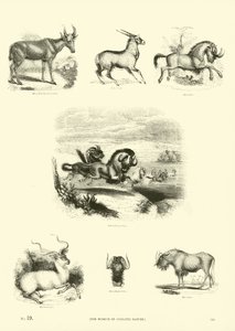 Side fra The Pictorial Museum of Animated Nature