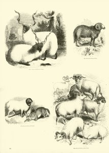 Side fra The Pictorial Museum of Animated Nature