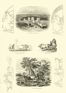 Side fra The Pictorial Museum of Animated Nature