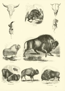 Side fra The Pictorial Museum of Animated Nature