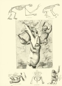 Side fra The Pictorial Museum of Animated Nature