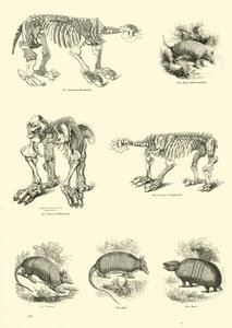 Side fra The Pictorial Museum of Animated Nature