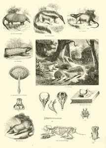 Side fra The Pictorial Museum of Animated Nature