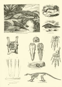Side fra The Pictorial Museum of Animated Nature