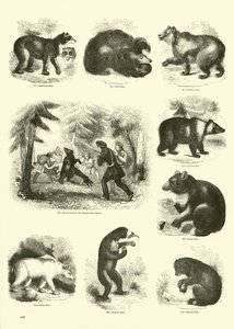 Side fra The Pictorial Museum of Animated Nature