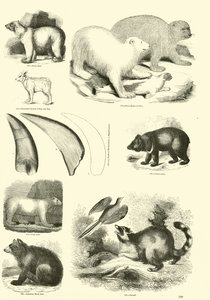 Side fra The Pictorial Museum of Animated Nature av English School