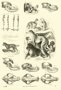Side fra The Pictorial Museum of Animated Nature