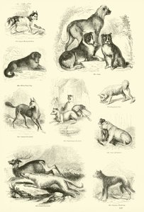 Side fra The Pictorial Museum of Animated Nature