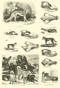 Side fra The Pictorial Museum of Animated Nature