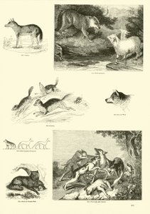 Side fra The Pictorial Museum of Animated Nature