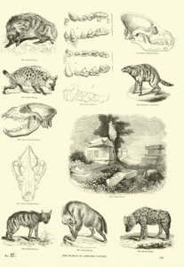 Side fra The Pictorial Museum of Animated Nature