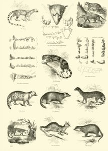 Side fra The Pictorial Museum of Animated Nature