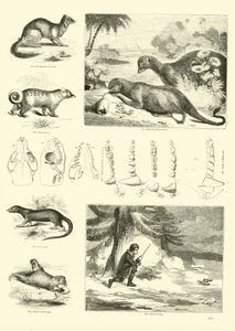 Side fra The Pictorial Museum of Animated Nature
