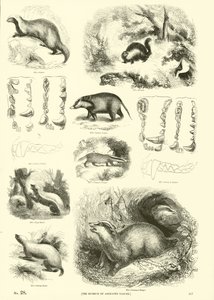 Side fra The Pictorial Museum of Animated Nature