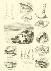 Side fra The Pictorial Museum of Animated Nature av English School