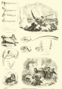 Side fra The Pictorial Museum of Animated Nature av English School
