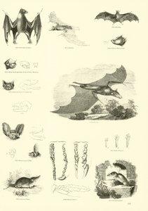 Side fra The Pictorial Museum of Animated Nature