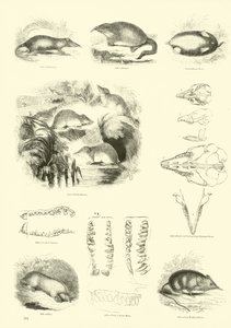 Side fra The Pictorial Museum of Animated Nature
