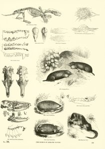 Side fra The Pictorial Museum of Animated Nature
