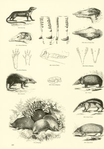 Side fra The Pictorial Museum of Animated Nature