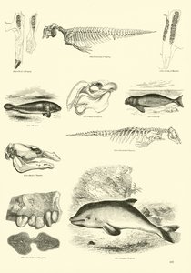Side fra The Pictorial Museum of Animated Nature