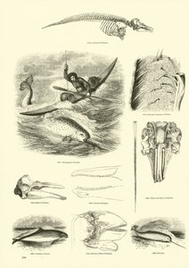 Side fra The Pictorial Museum of Animated Nature