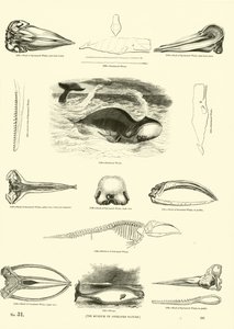 Side fra The Pictorial Museum of Animated Nature