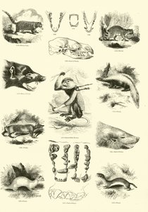 Side fra The Pictorial Museum of Animated Nature