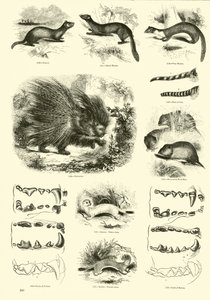 Side fra The Pictorial Museum of Animated Nature