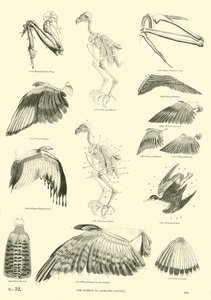 Side fra The Pictorial Museum of Animated Nature