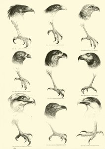 Side fra The Pictorial Museum of Animated Nature
