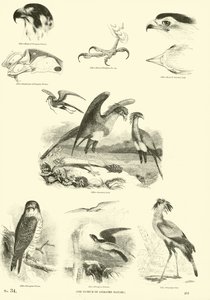 Side fra The Pictorial Museum of Animated Nature