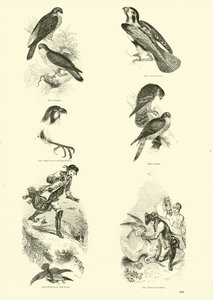 Side fra The Pictorial Museum of Animated Nature