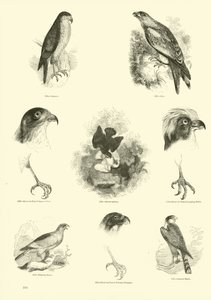 Side fra The Pictorial Museum of Animated Nature