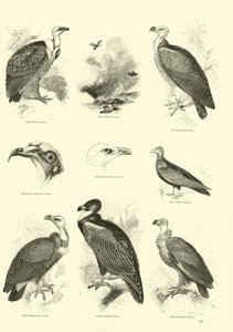 Side fra The Pictorial Museum of Animated Nature