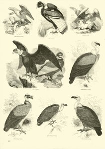 Side fra The Pictorial Museum of Animated Nature