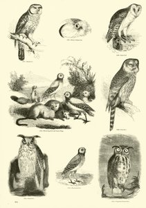 Side fra The Pictorial Museum of Animated Nature