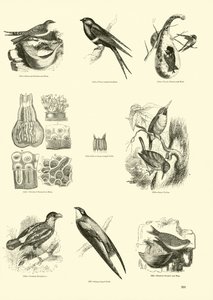 Side fra The Pictorial Museum of Animated Nature