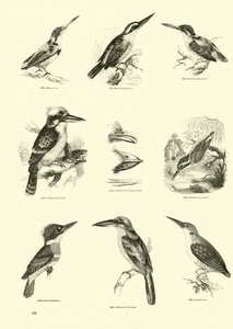 Side fra The Pictorial Museum of Animated Nature