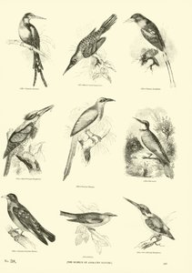 Side fra The Pictorial Museum of Animated Nature