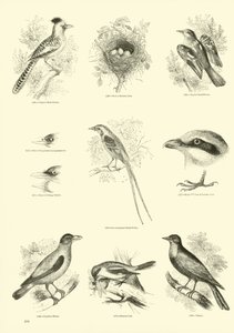Side fra The Pictorial Museum of Animated Nature